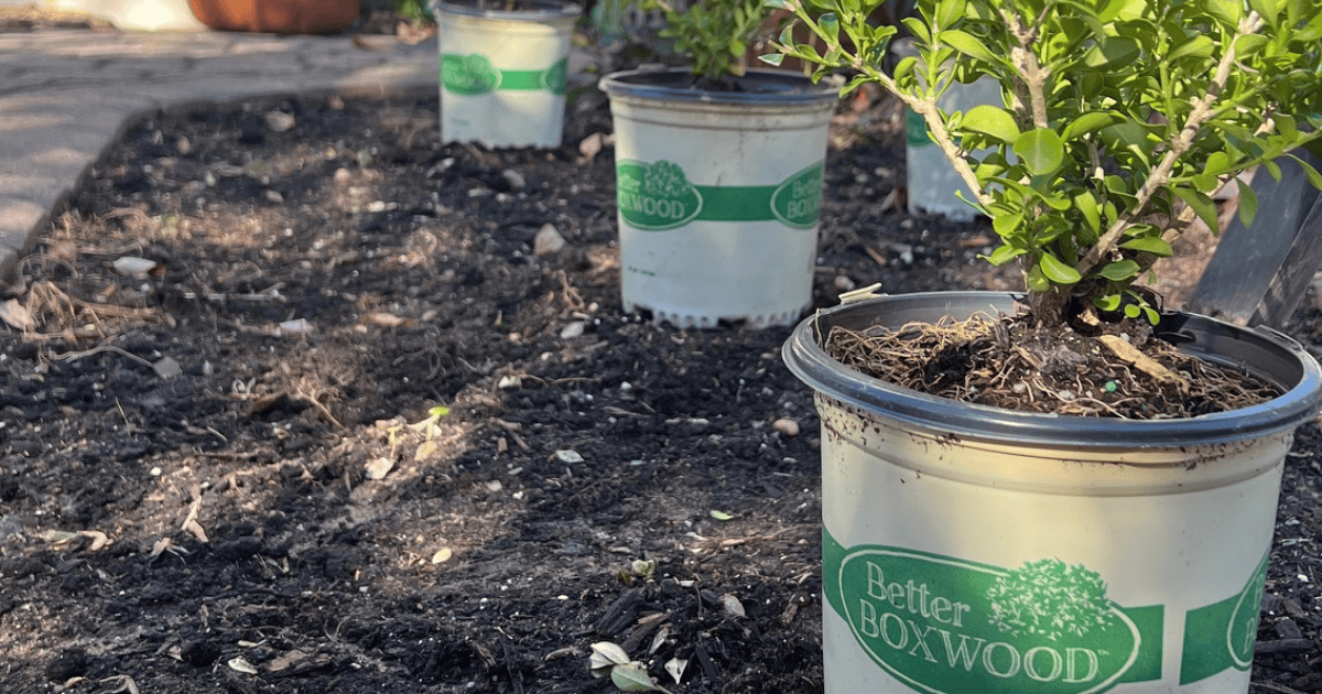 Bed with soil prepared and Boxwoods in containers ready to plant