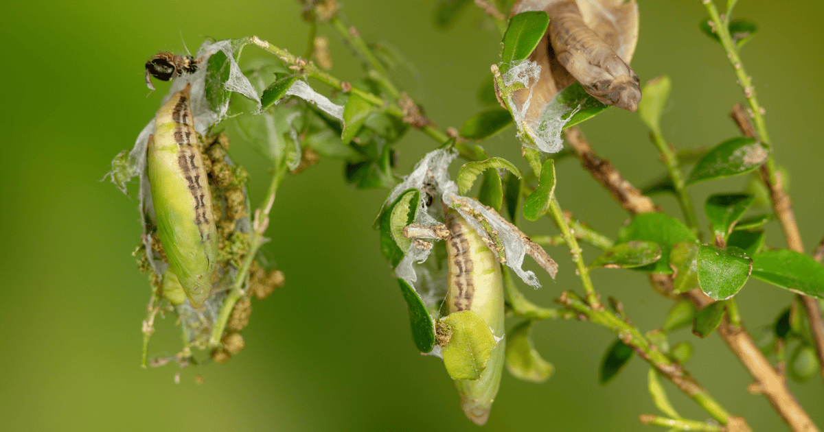 Boxwood moth chrysalis attached to a boxwood plant