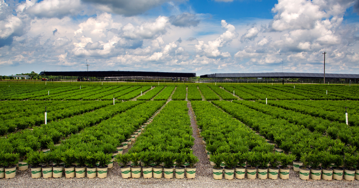 The Better Boxwood Journey