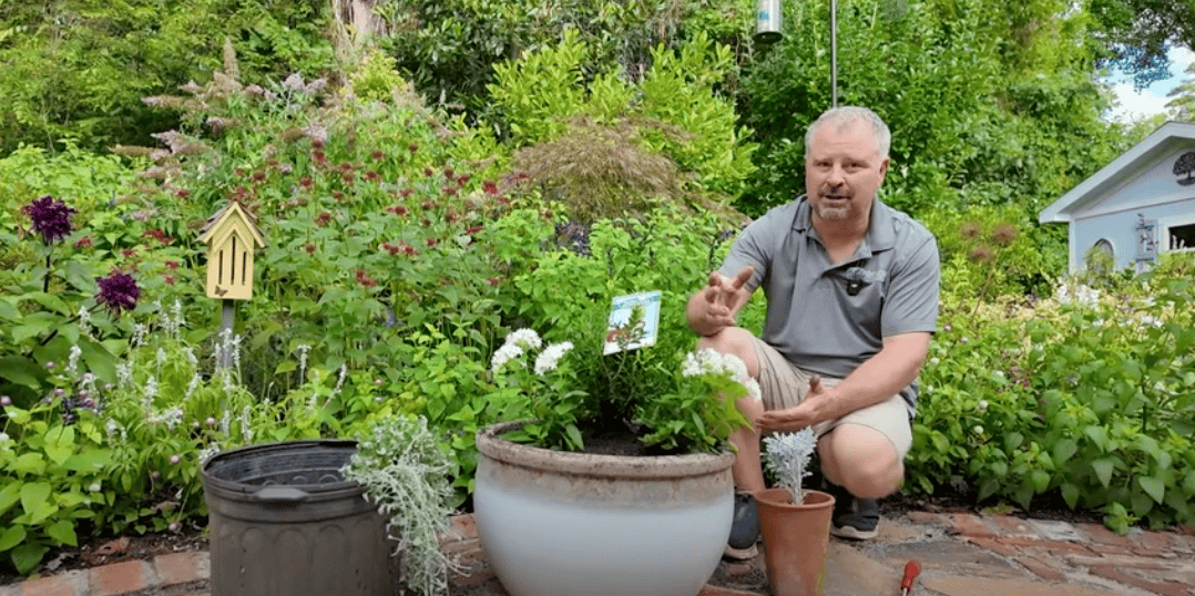 Better Boxwood Planting Project with Jim Putnam