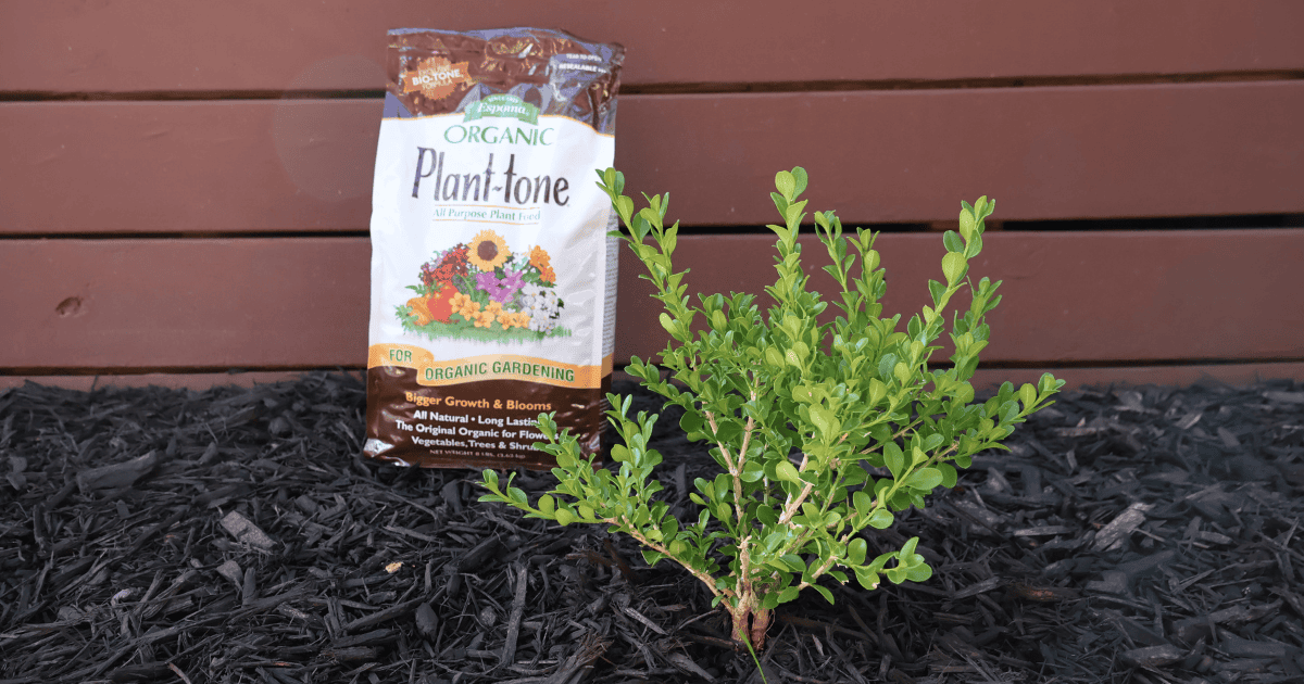 A young plant in mulch next to a bag of Espoma Plant-Tone fertilizer and a small empty pot.