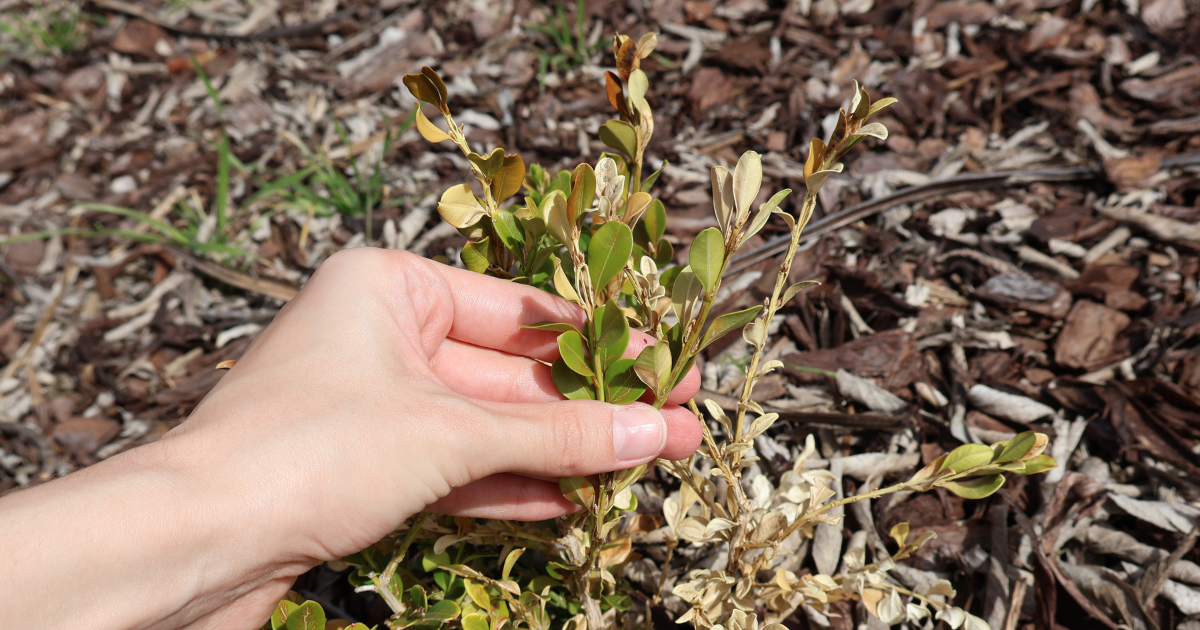 Winter Recovery: Caring for Cold-Damaged Boxwoods