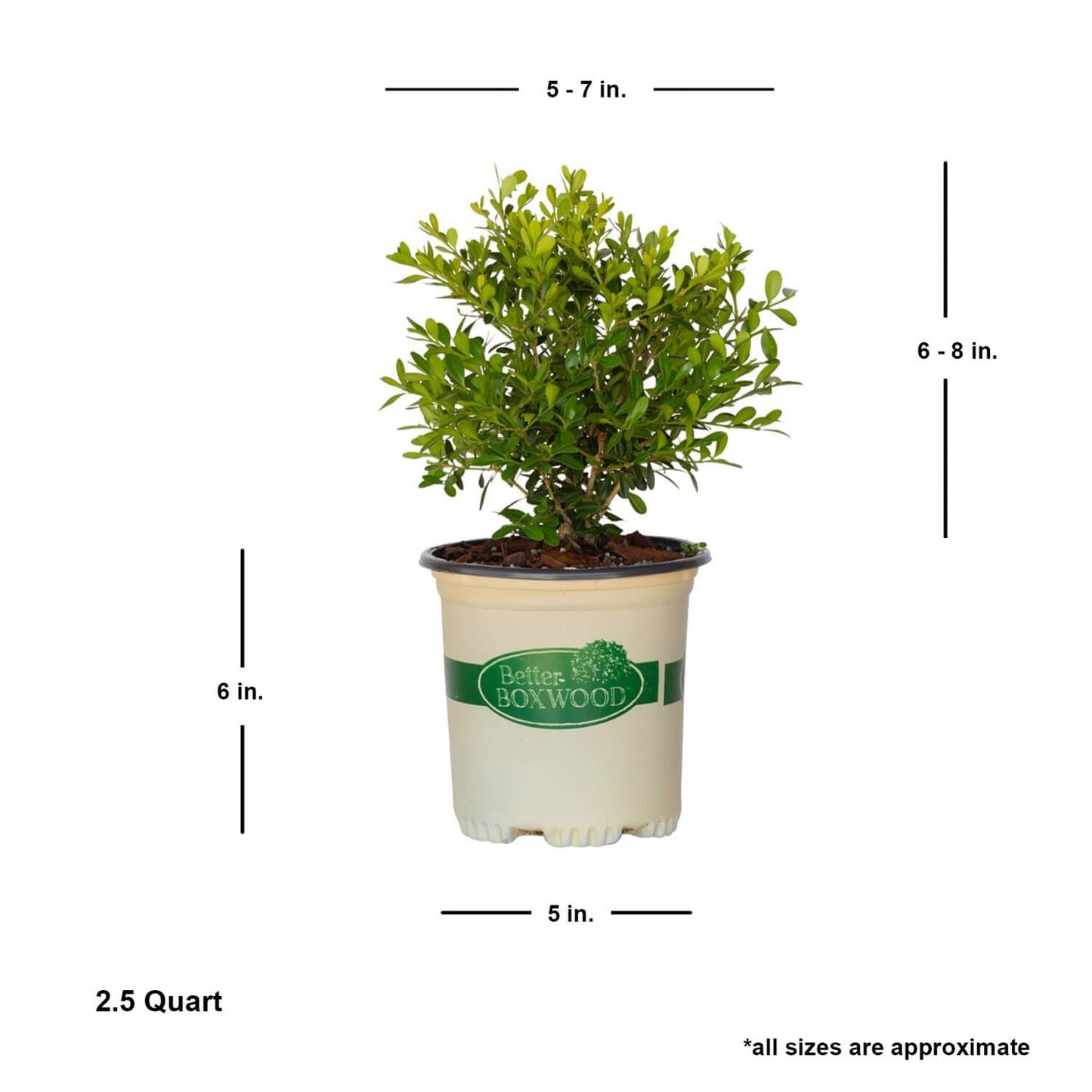 2.5 Quart Skylight Better Boxwood with shipped plant dimensions.