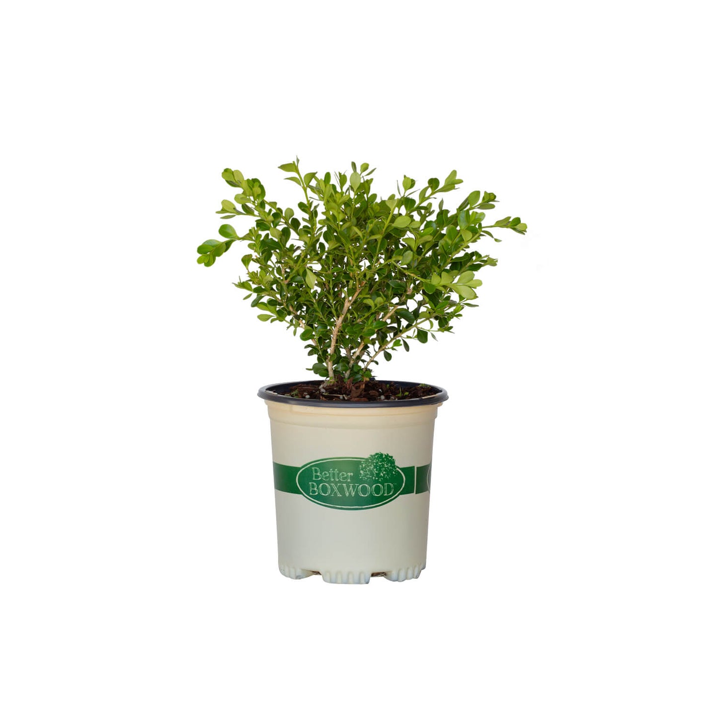 1 gallon Babylon Beauty Better Boxwood