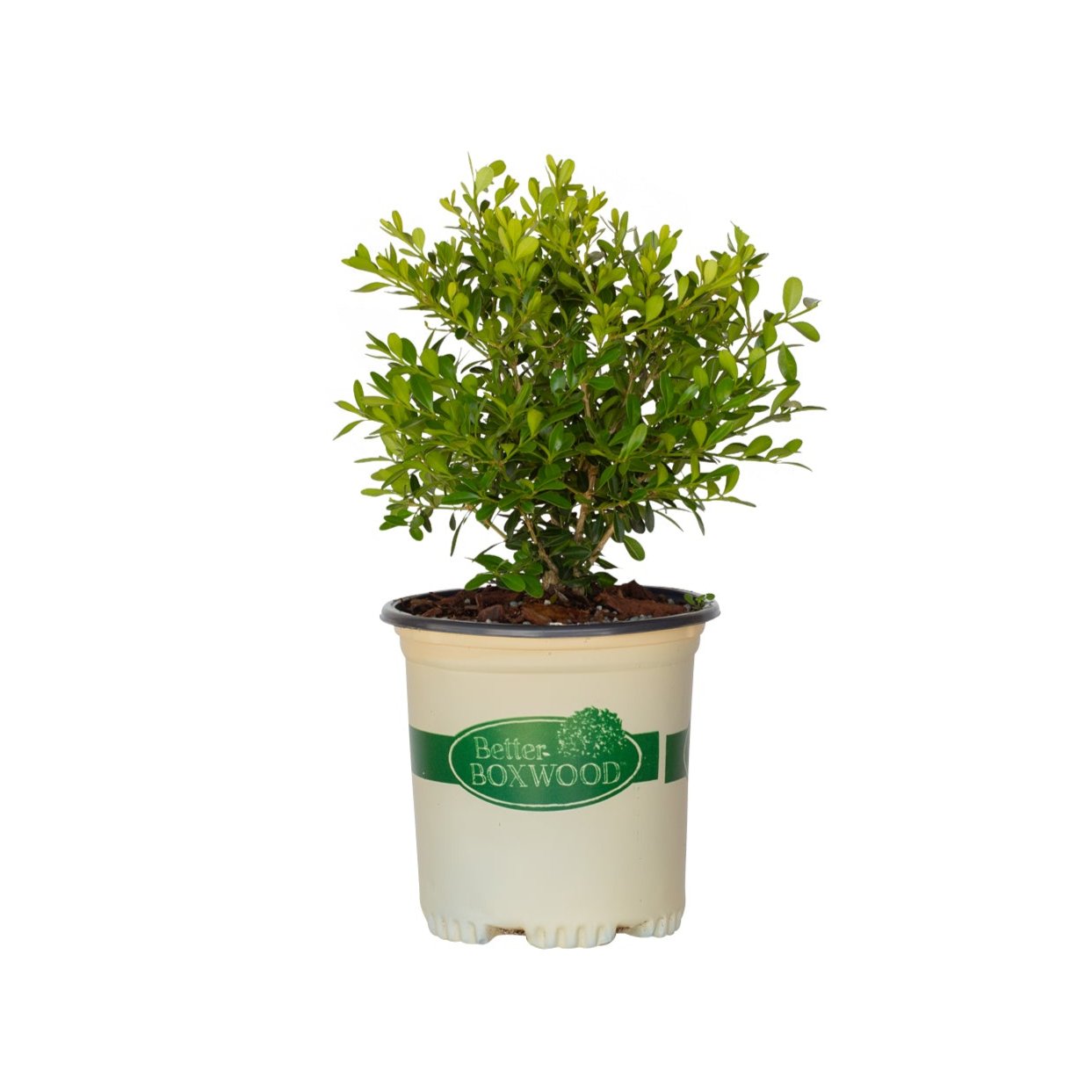 2.5 Quart Skylight Better Boxwood for sale with bright green foliage in a better boxwood container