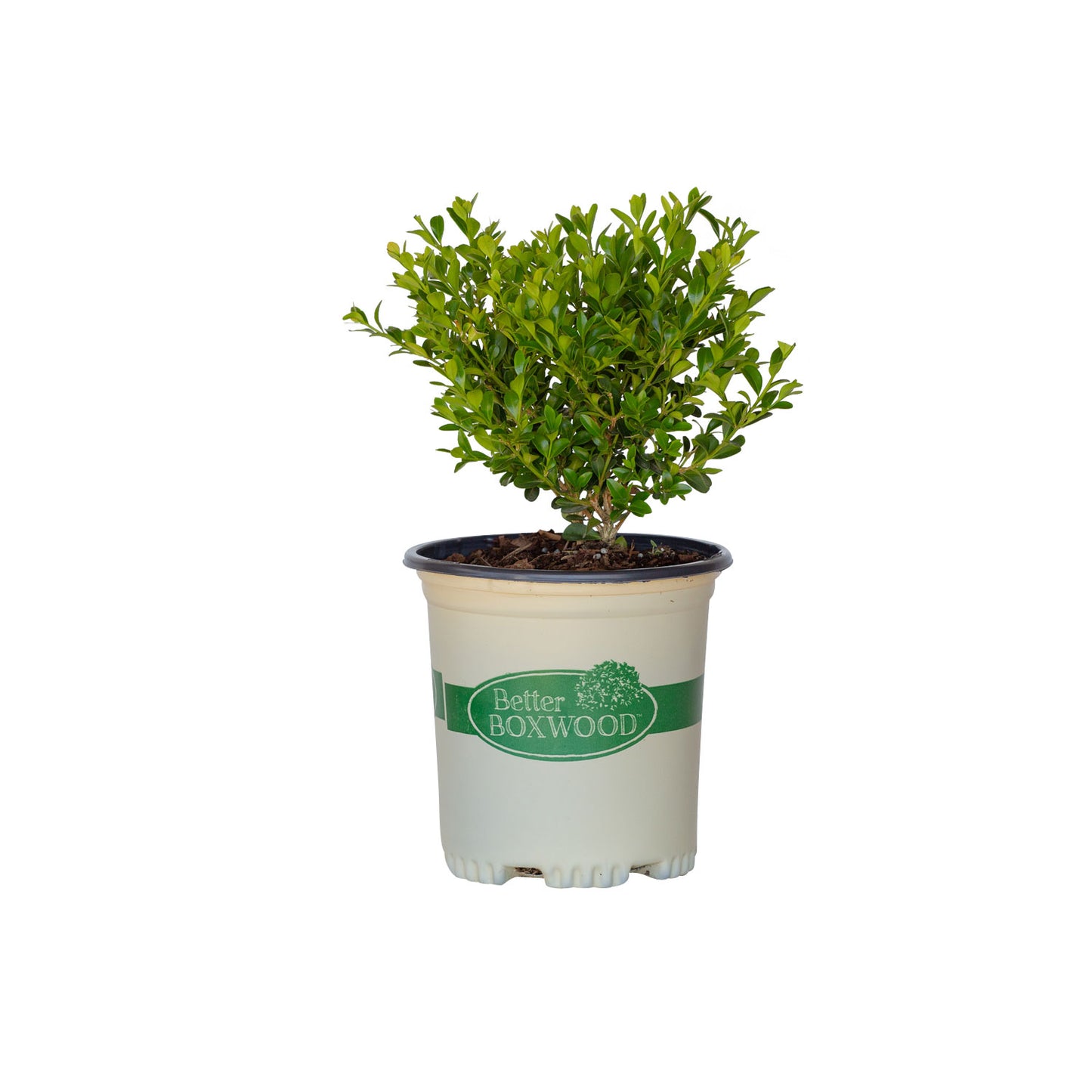 2 Quart Better Boxwood Heritage