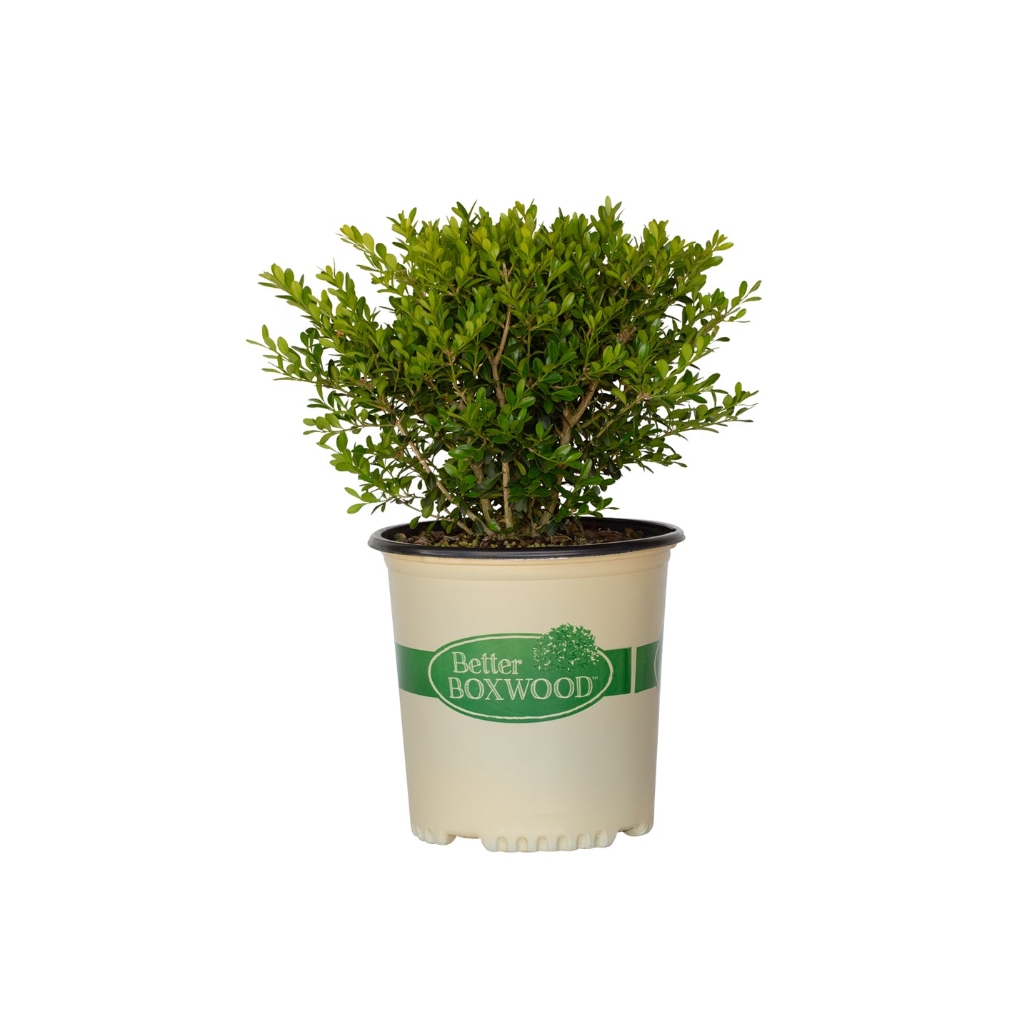 2 Gallon Skylight Better Boxwood for sale with dense green foliage in a Better Boxwood container
