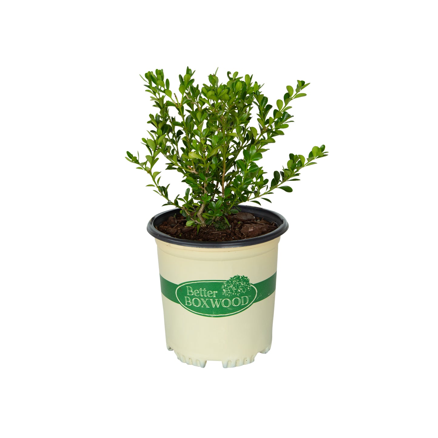2.5 quart container of Renaissance Better Boxwood