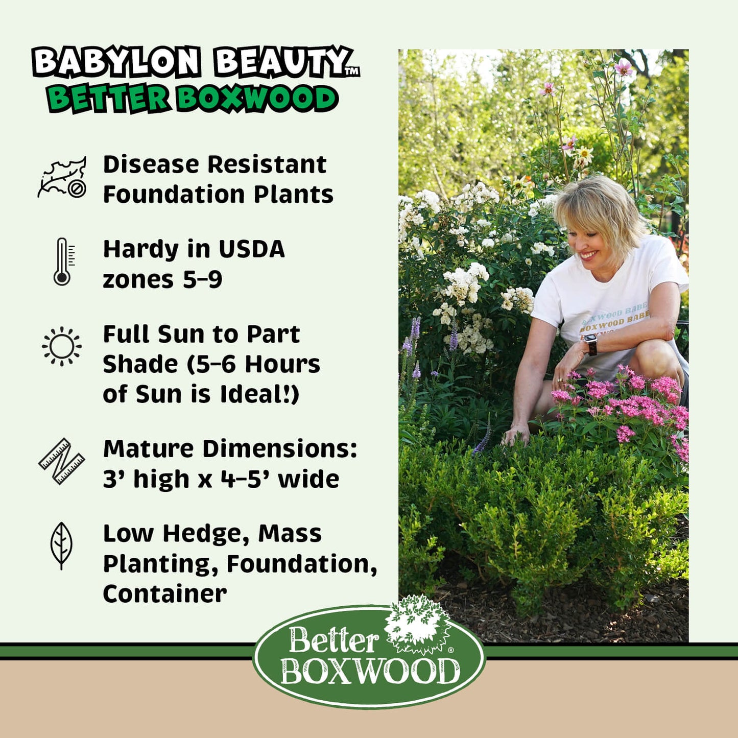Better Boxwood Babylon Beauty plant facts graphic