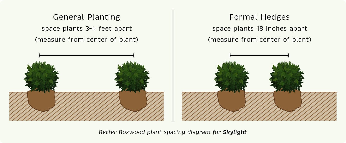 Better Boxwood plant spacing diagram for Skylight