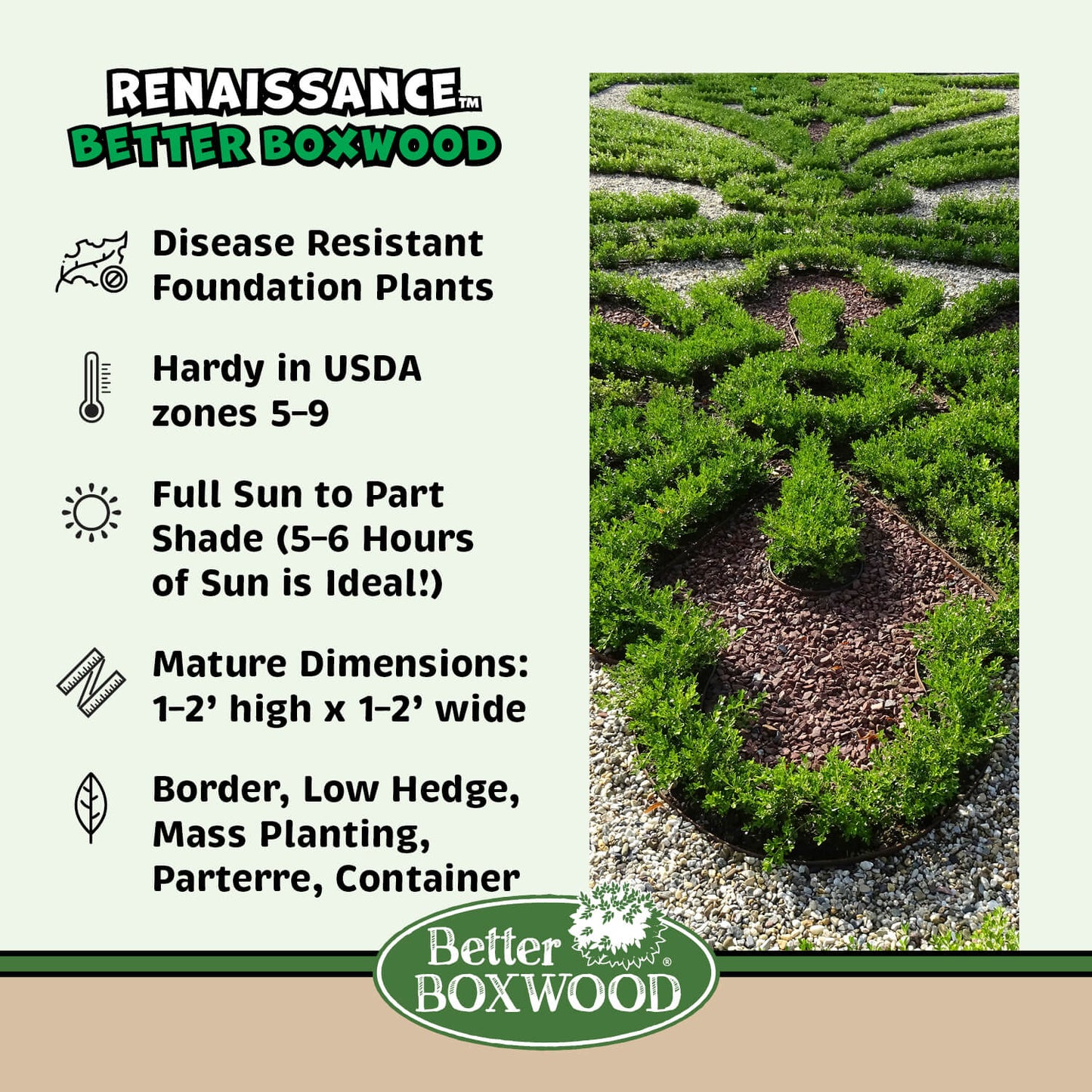 Better Boxwood Renaissance plant facts graphic