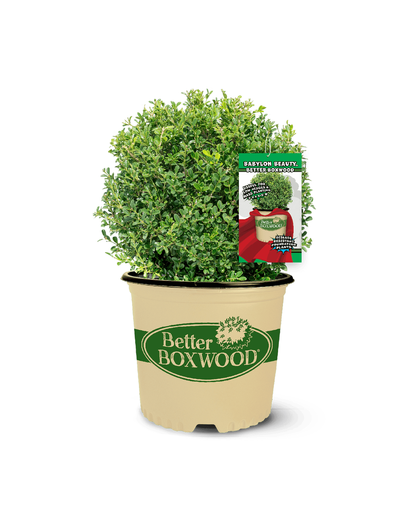 A potted Babylon Beauty boxwood shrub in a beige container labeled