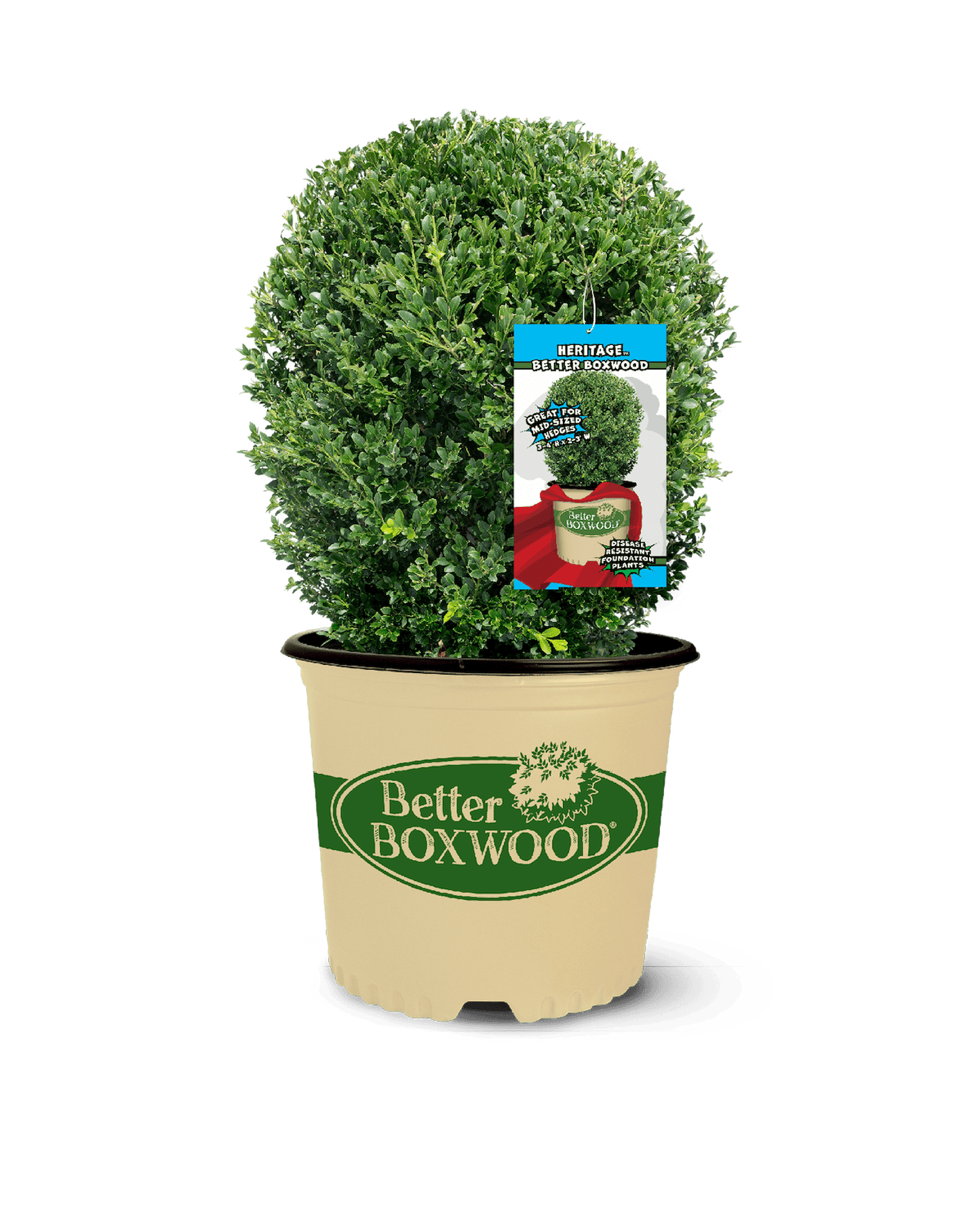 A potted Heritage boxwood shrub in a beige container labeled