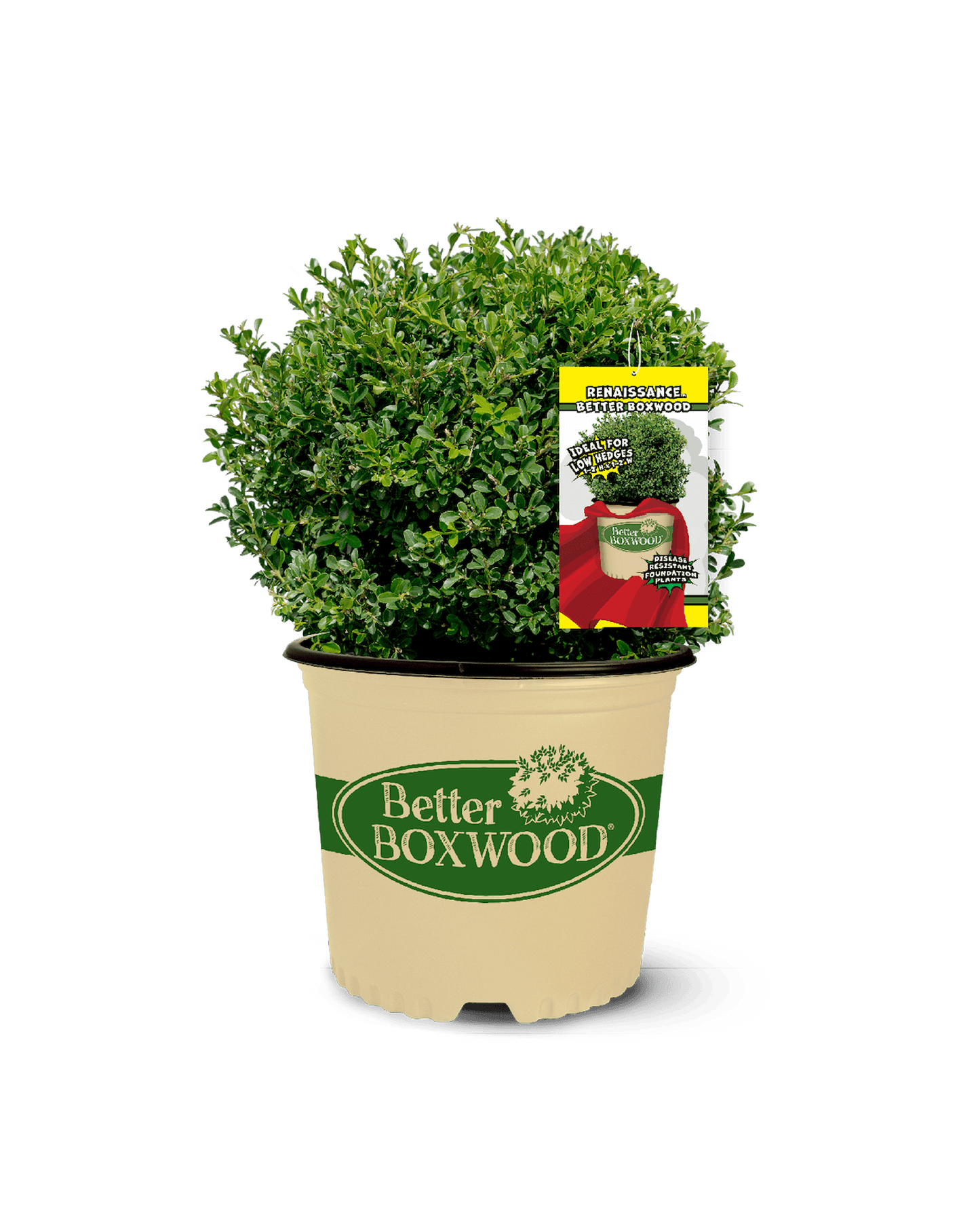 A potted Renaissance boxwood shrub in a beige container labeled