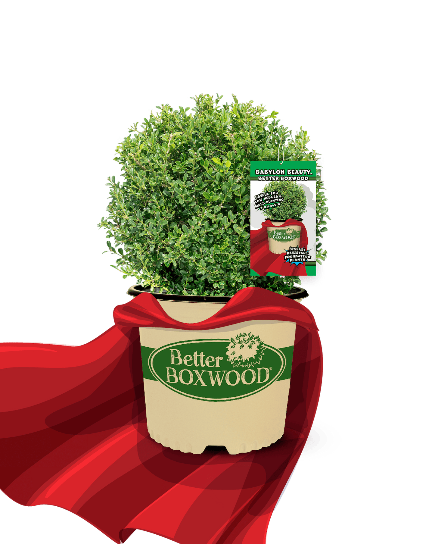 A potted Babylon Beauty Better Boxwood plant labeled
