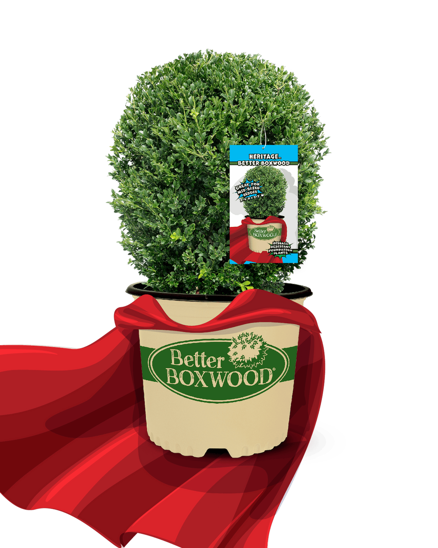 A potted Heritage Better Boxwood plant labeled