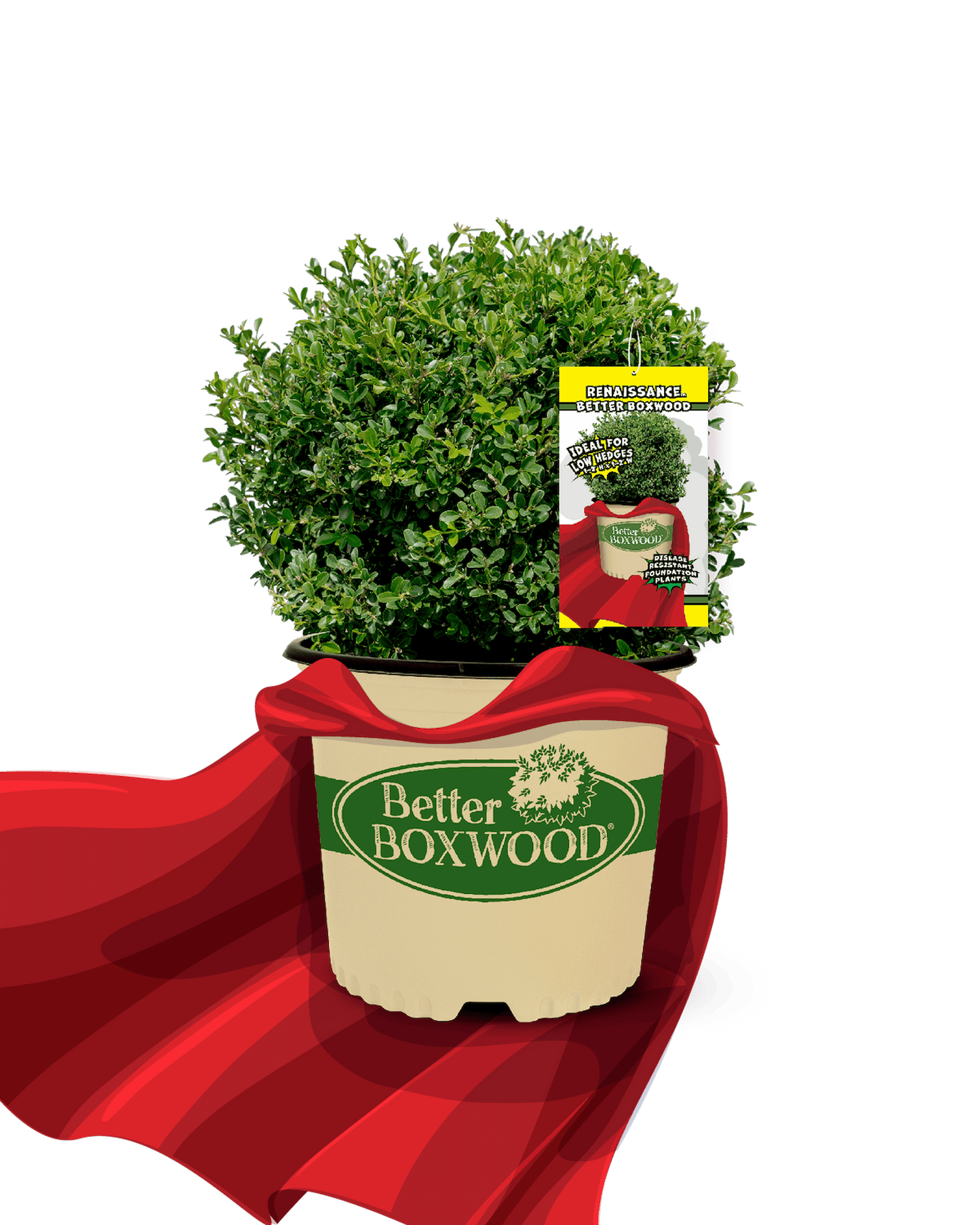 A potted Renaissance Better Boxwood plant labeled