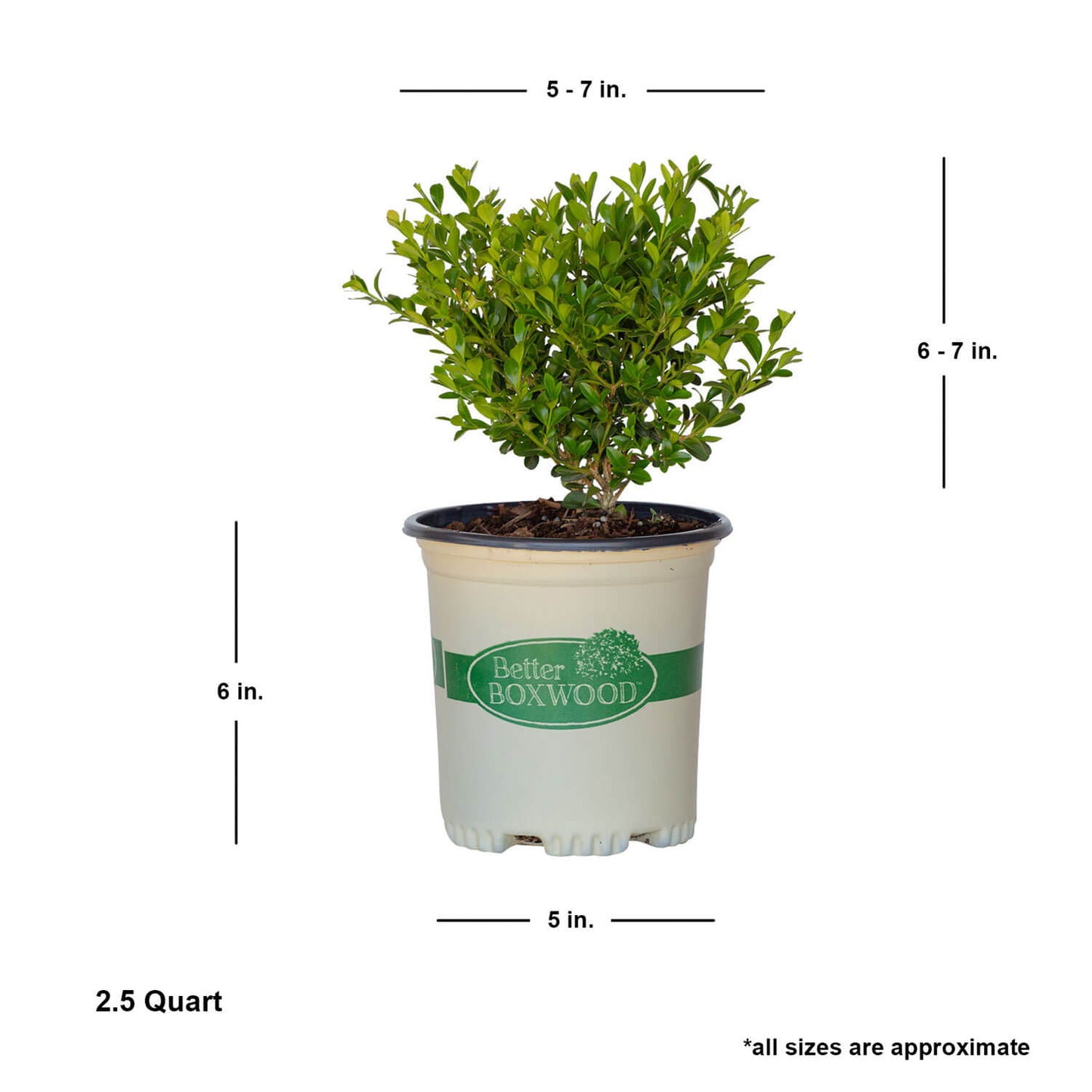 Better Boxwood Heritage Measurement details