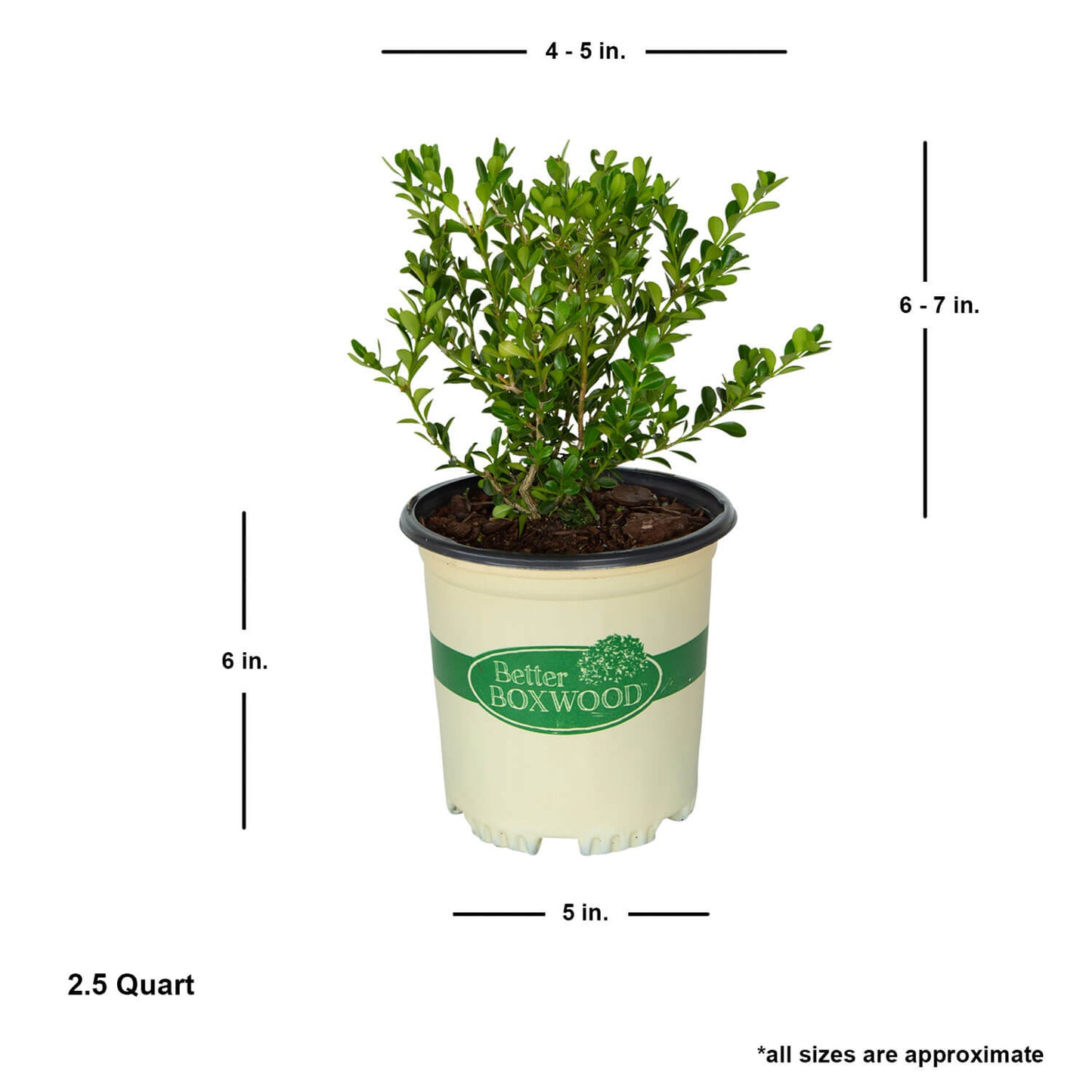 Better Boxwood Renaissance measurement details