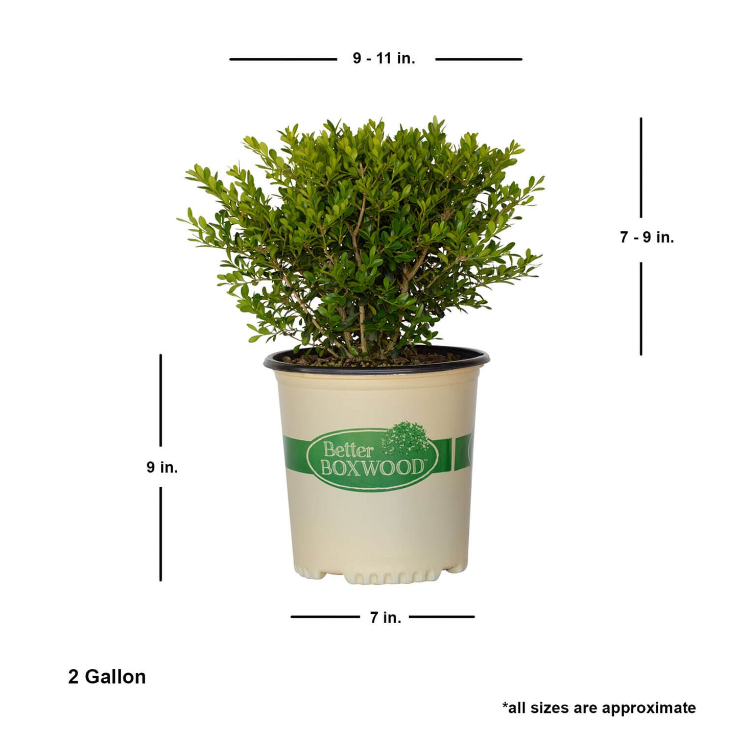 Skylight Better Boxwood Measurement Details