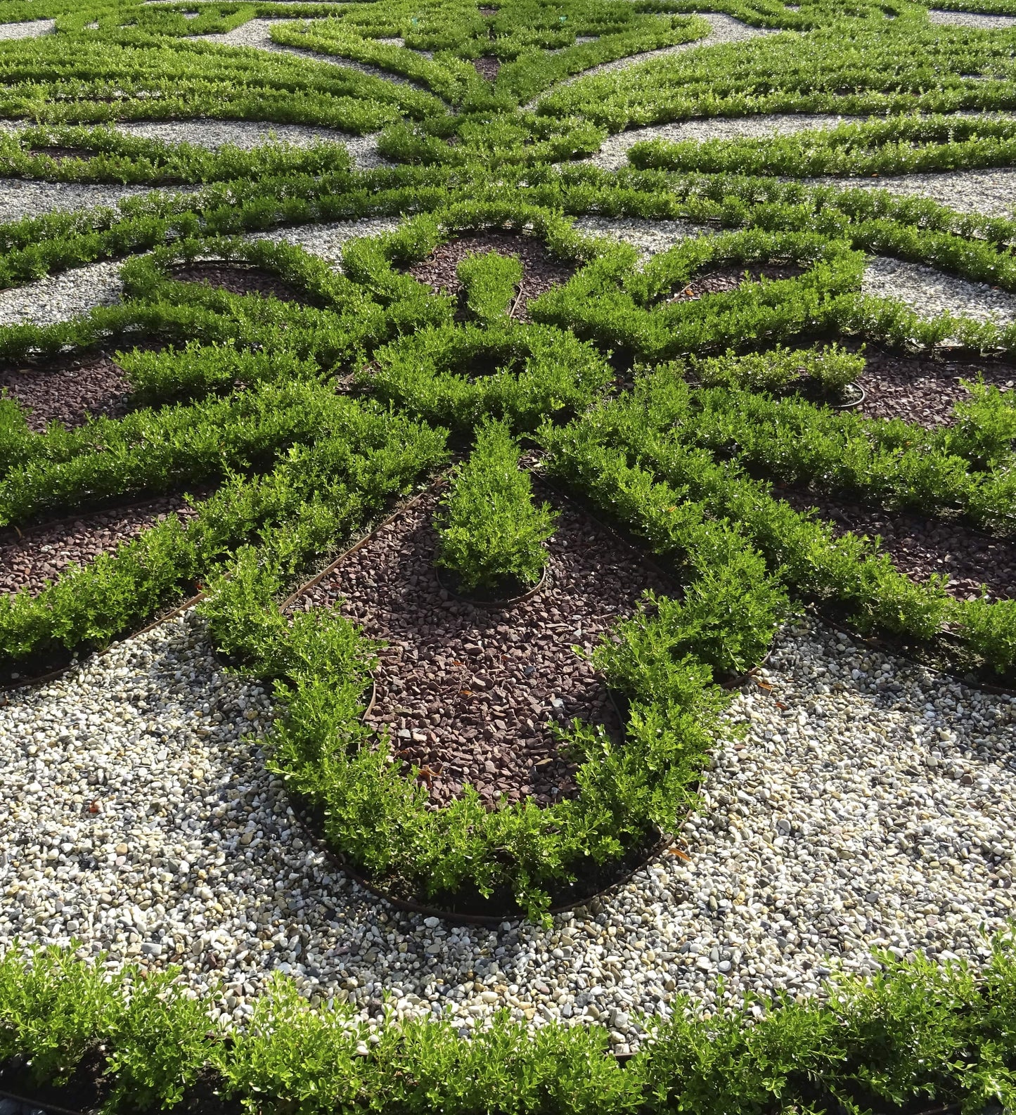 Better Boxwood Renaissance planted as a decorative border