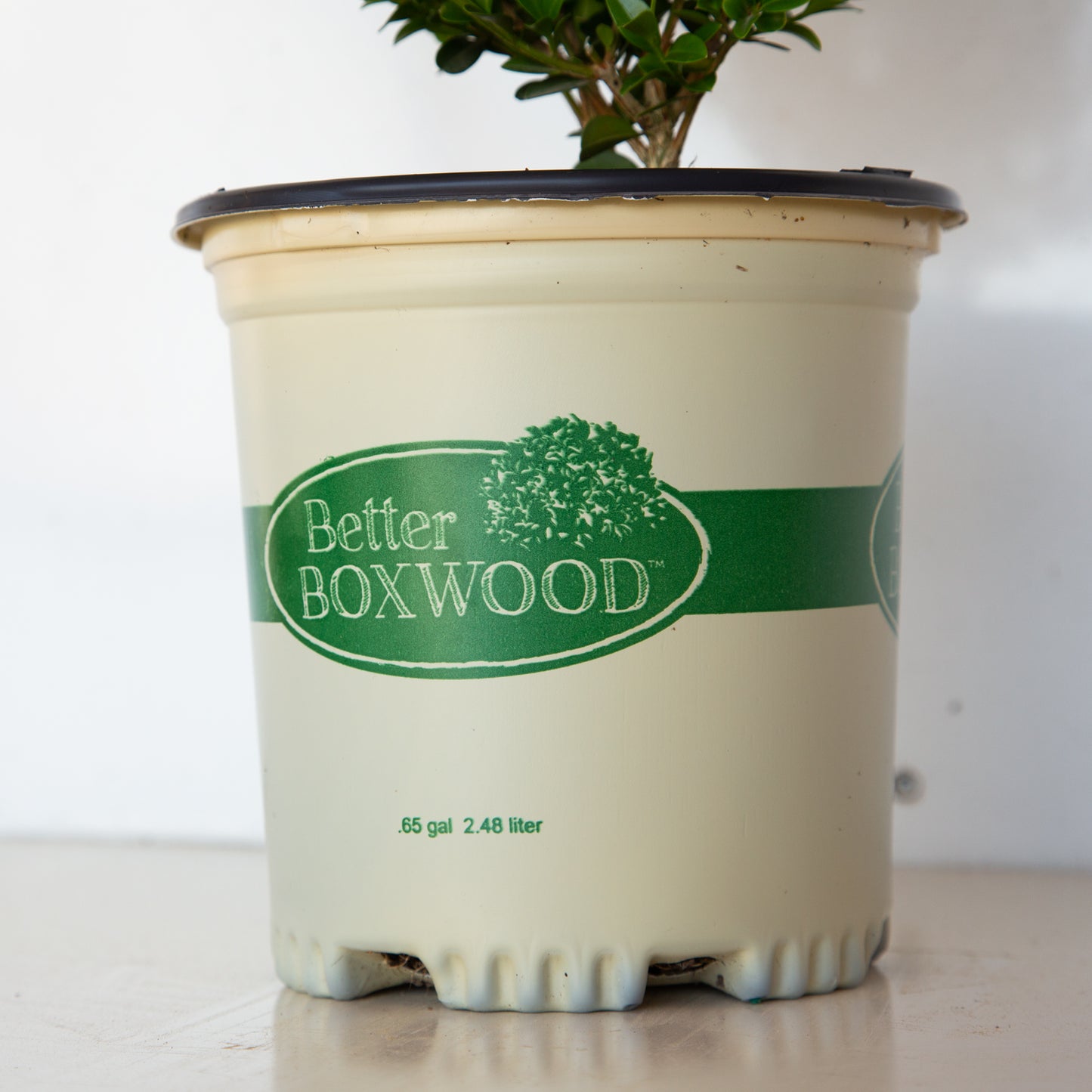 Heritage Better Boxwood container close up