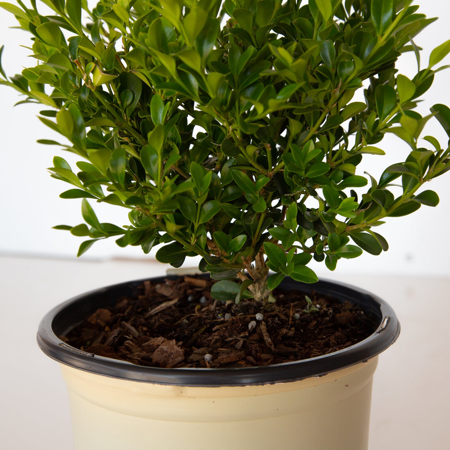 Heritage Better Boxwood Close up of Foliage
