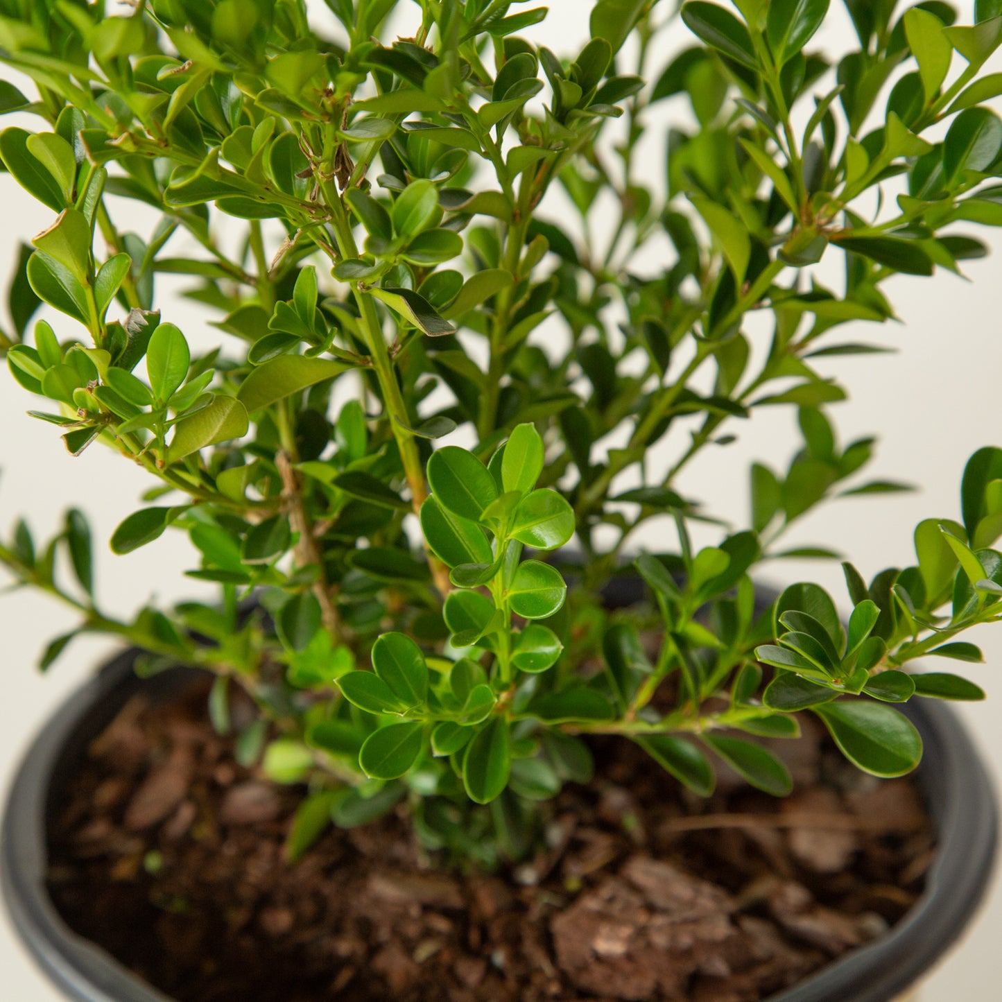 Renaissance Better Boxwood foliage close up