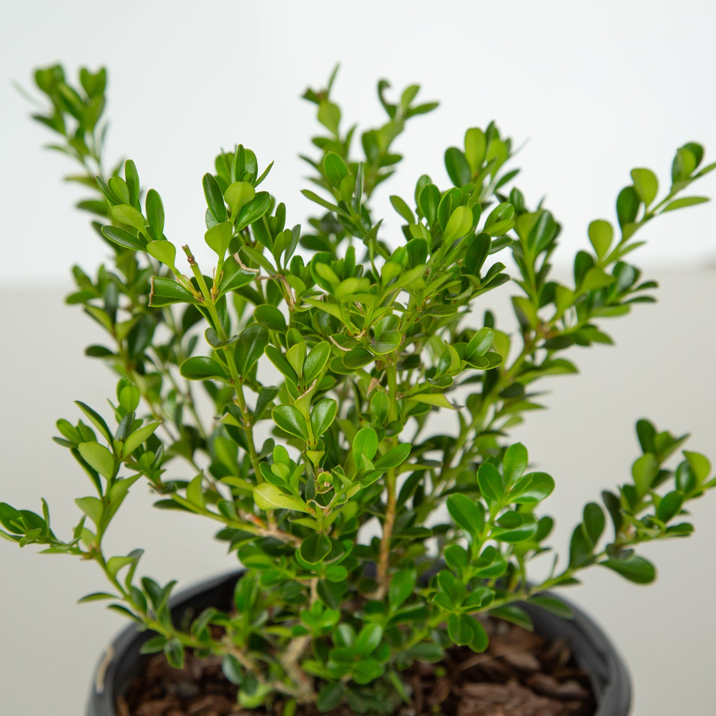 Renaissance Better Boxwood Foliage