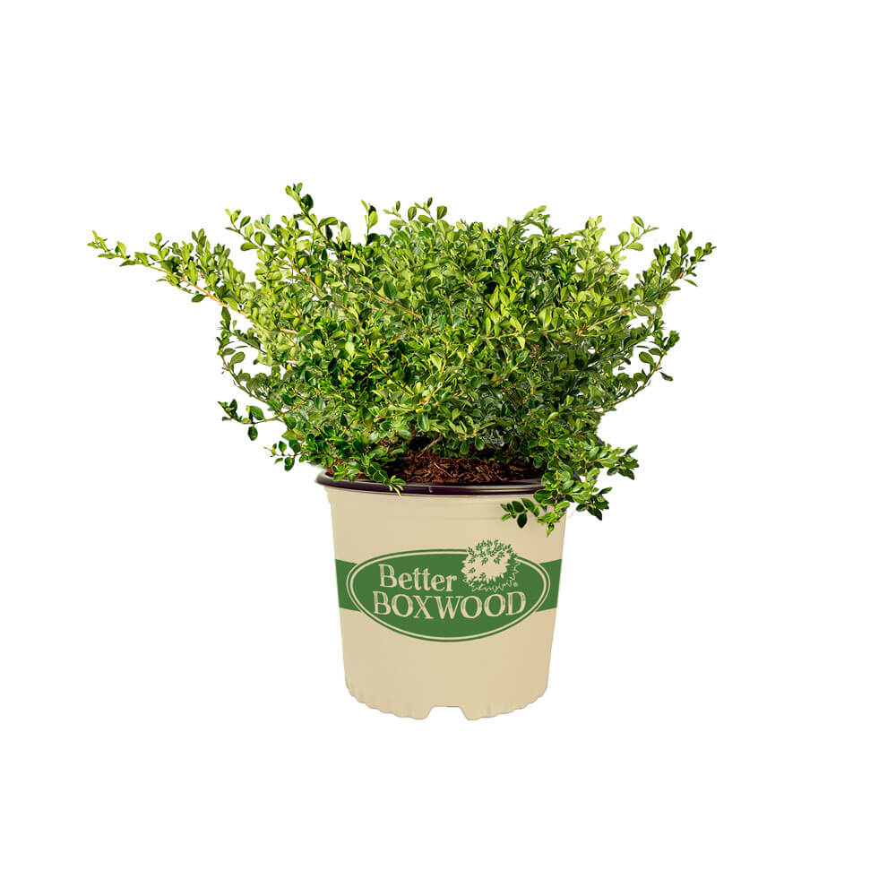 Babylon Beauty Better Boxwood 2 gallon