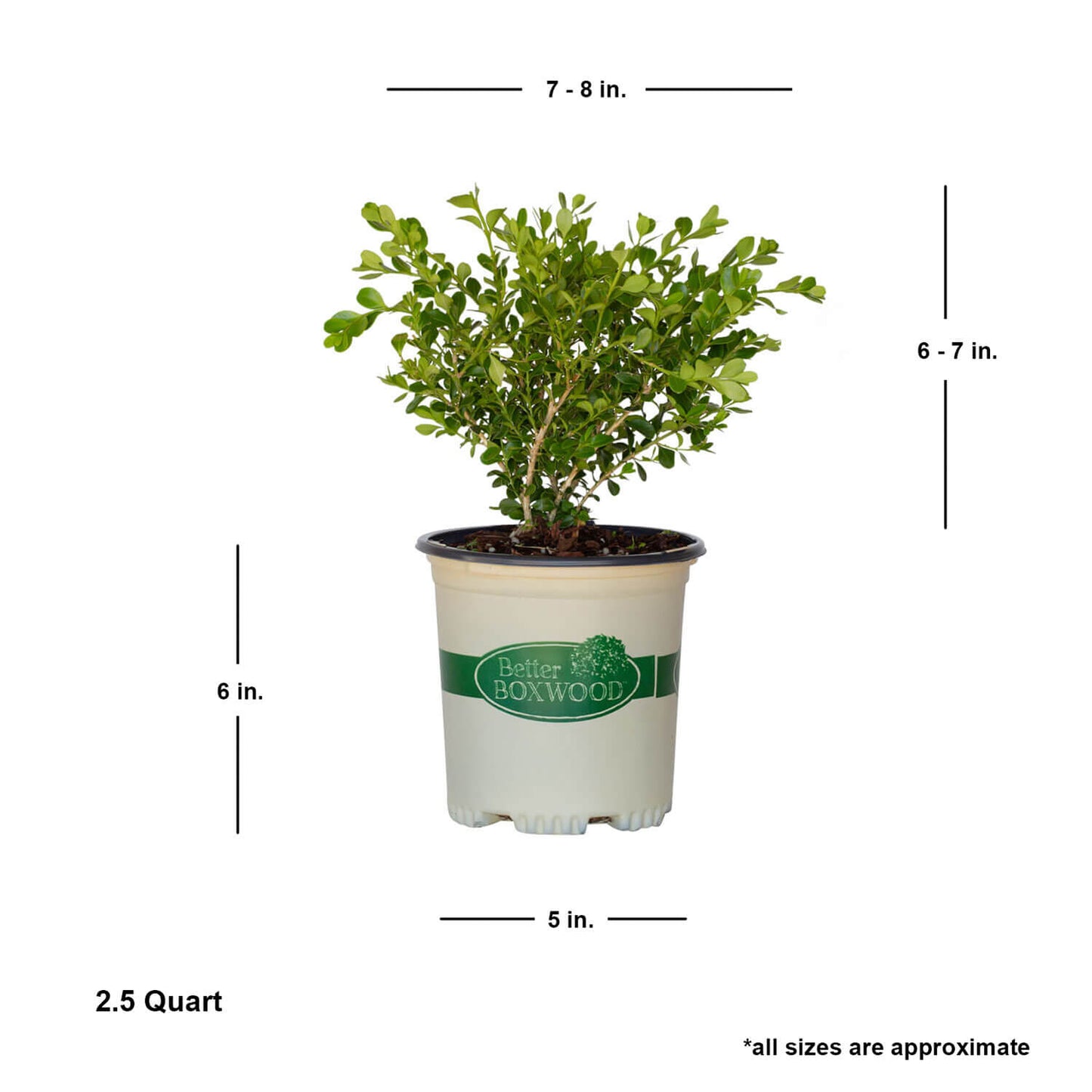 Babylon Beauty 1 gallon dimensions