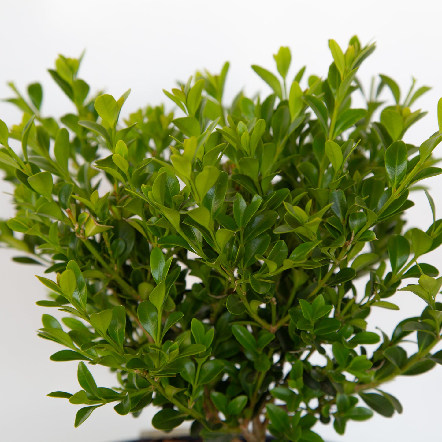 Babylon Beauty Better Boxwood leaves close up