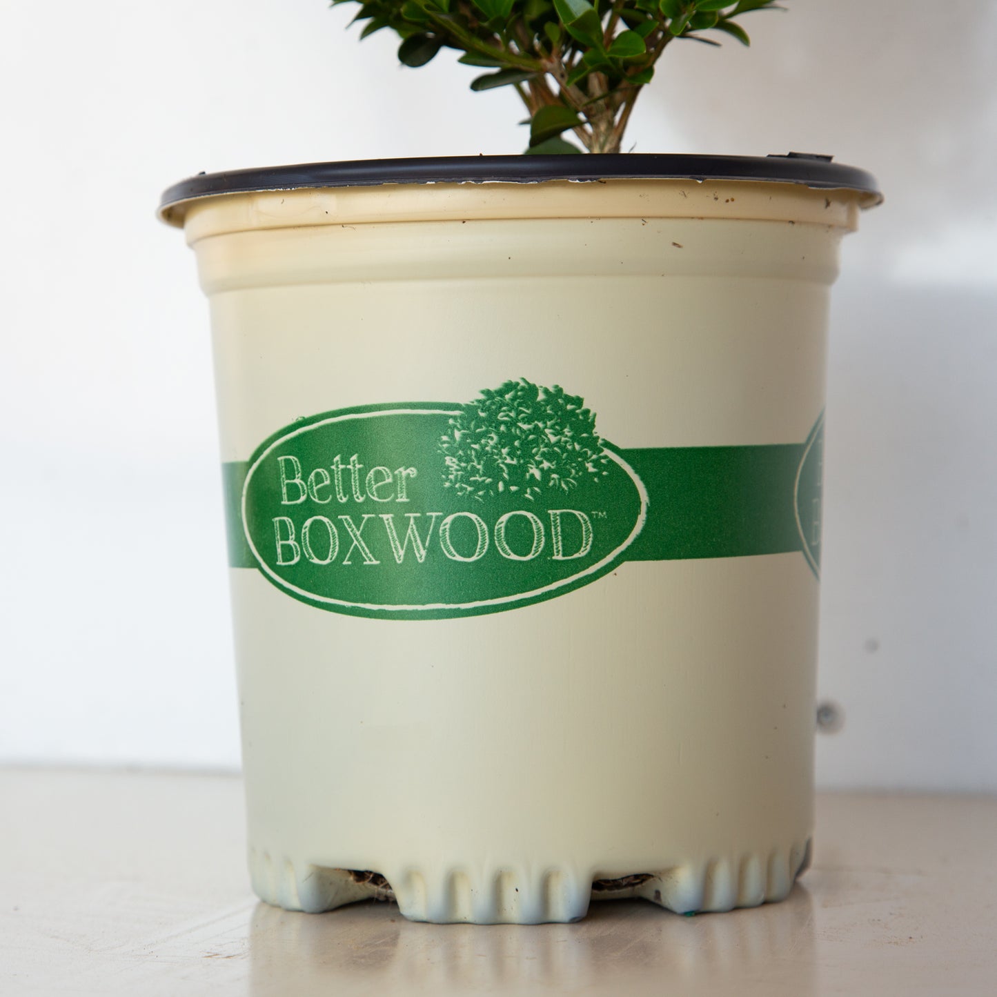 Babylon Beauty boxwood 1 gallon pot