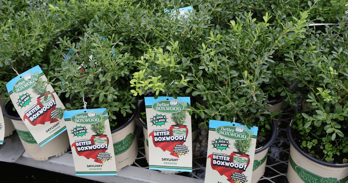 Better Boxwoods with tags, in containers at your garden center