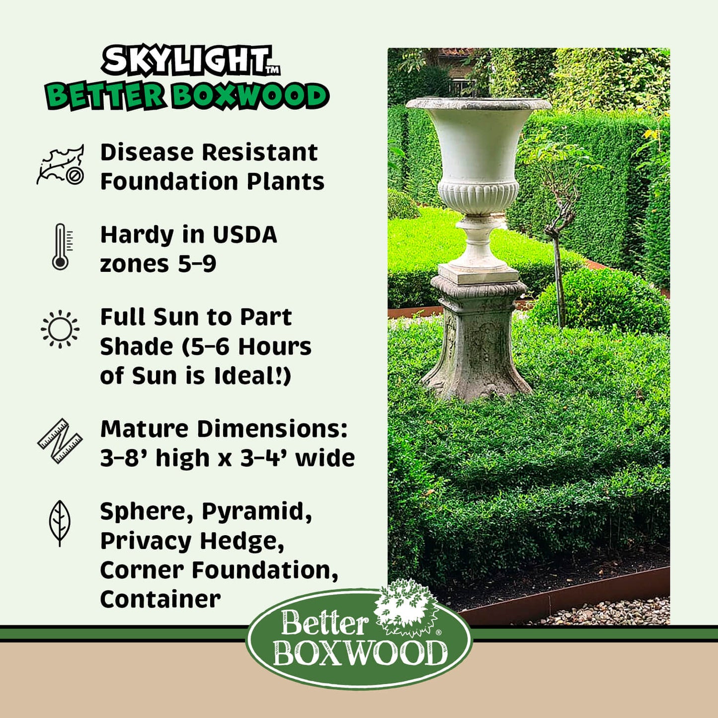 Skylight boxwood shrub facts graphic