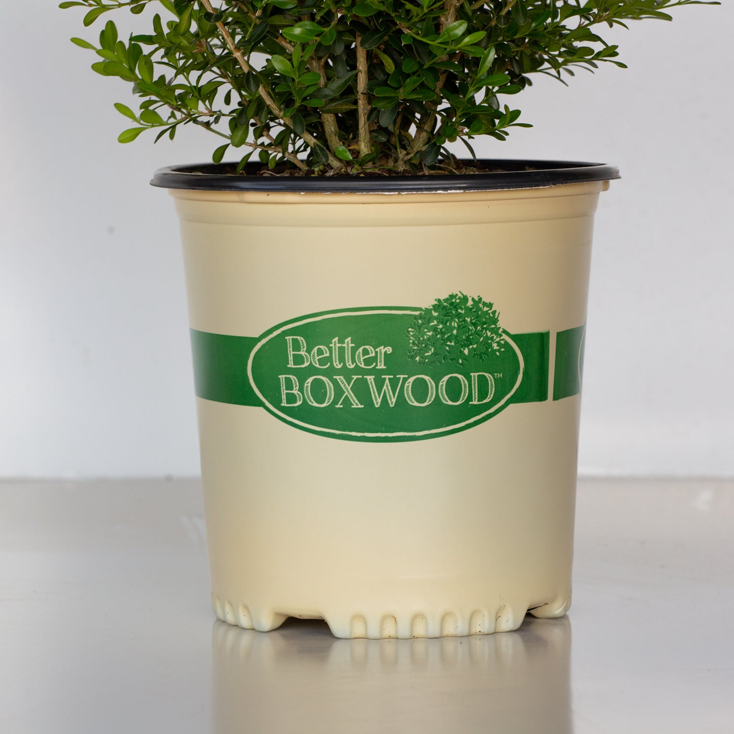Better Boxwood Skylight in a pot