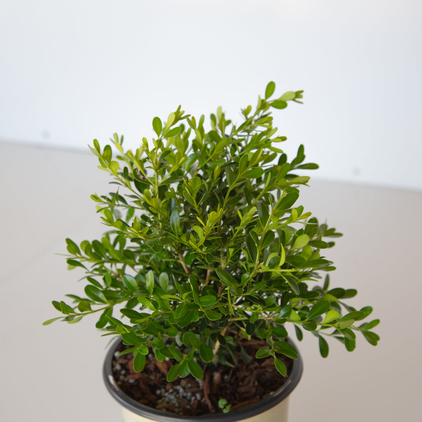 Close up of Better Boxwood Skylight