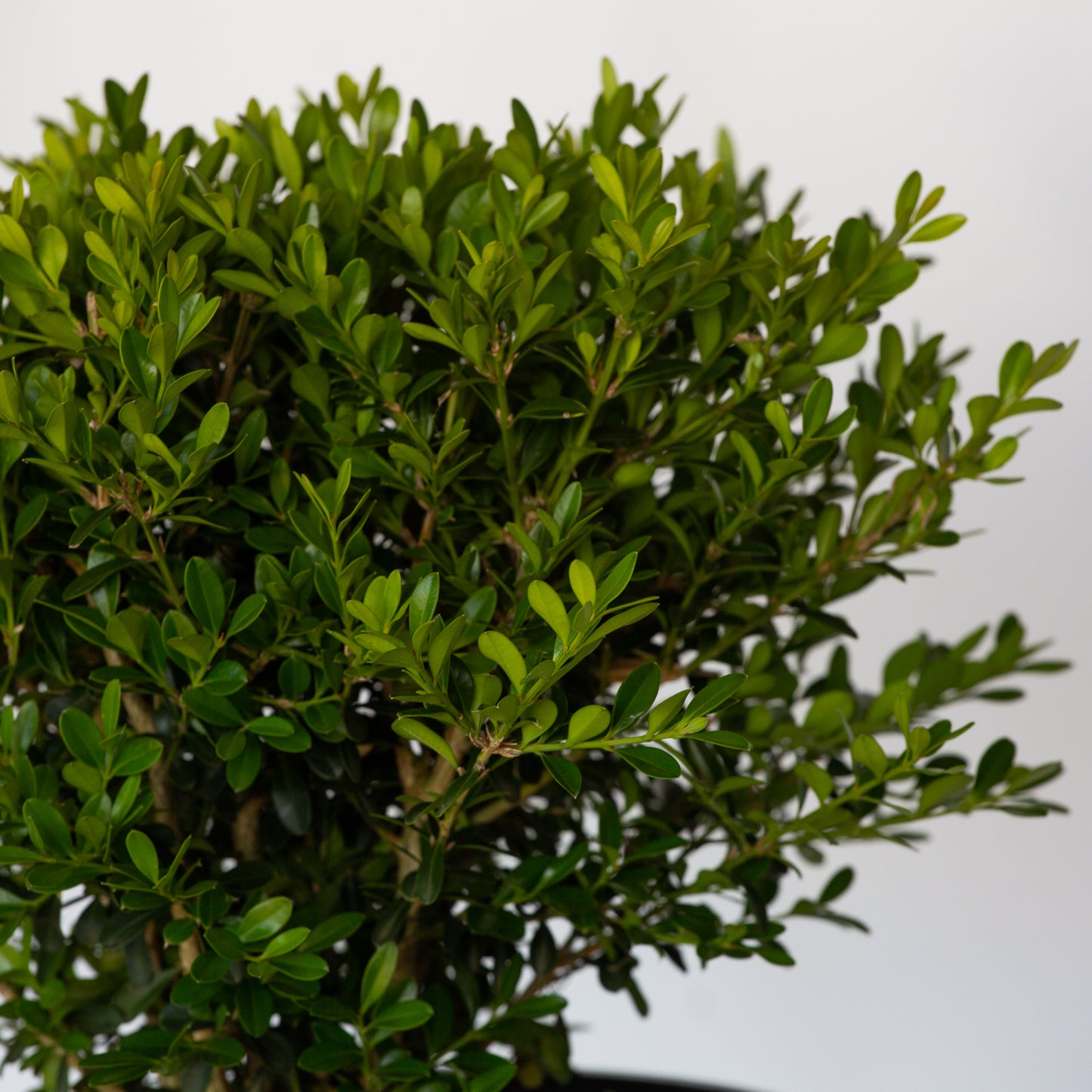 Skylight Better Boxwood foliage