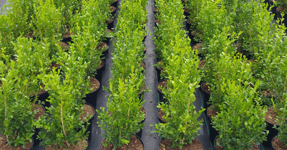 Rows of young green boxwood plants growing in individual pots, arranged on black ground covering in an outdoor nursery.