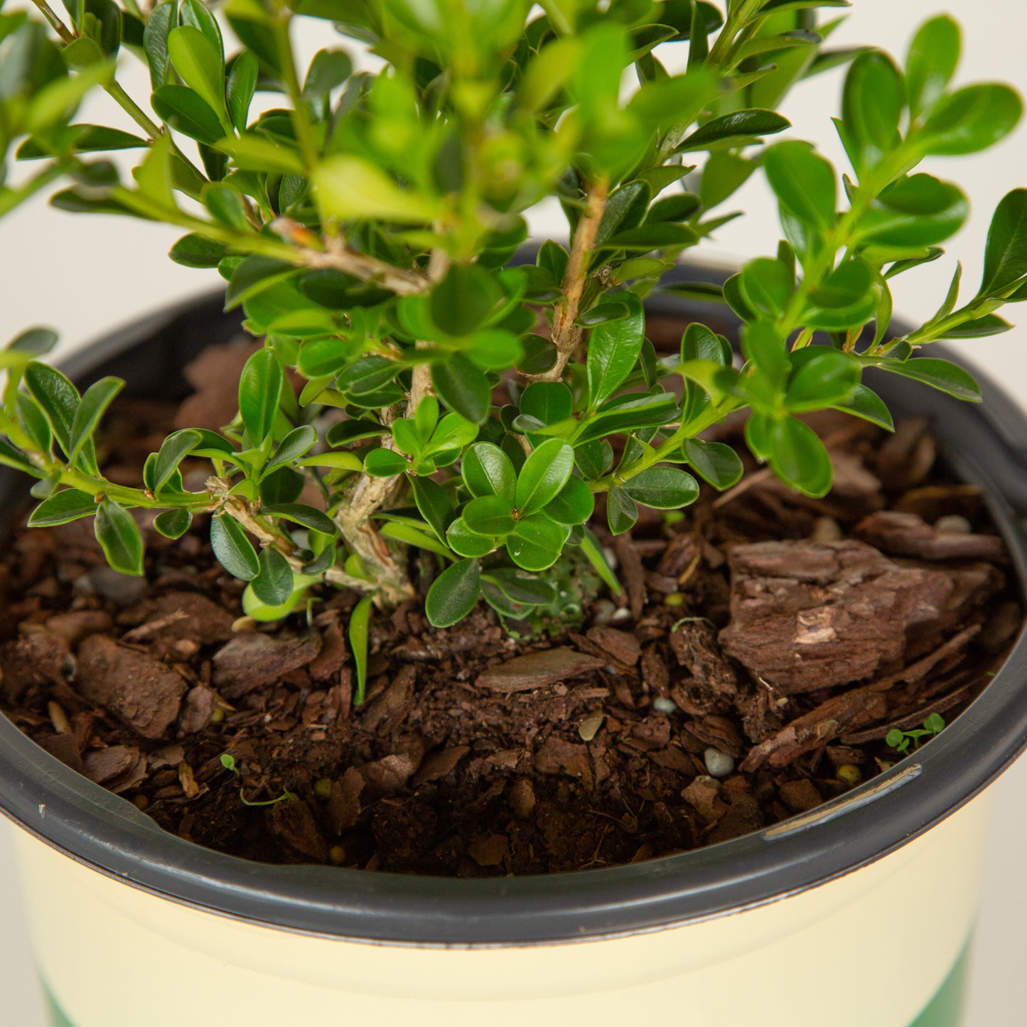 Renaissance Boxwood foliage close up