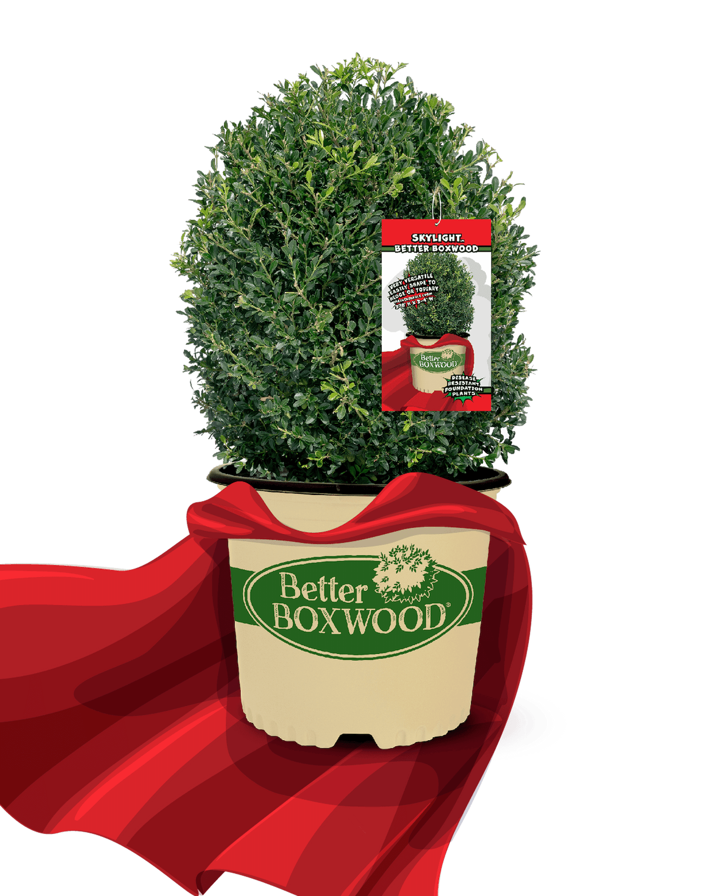 A potted Skylight Better Boxwood plant labeled