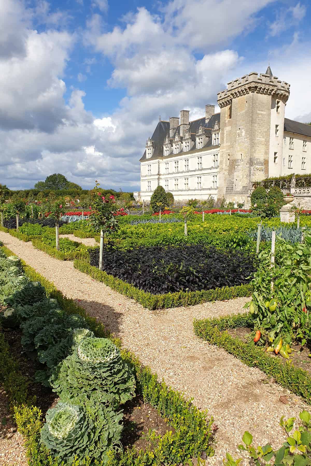 Better Boxwoods growing as borders at Villandry