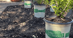 Boxwood Beauty: Three Great Ideas from a New Jersey Cottage Garden