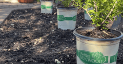 Boxwood Beauty: Three Great Ideas from a New Jersey Cottage Garden