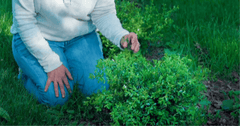 From Blight to Bright: A Real-Life Better Boxwood Transformation