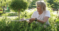 How to Prune Better Boxwood 