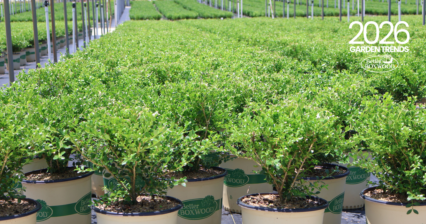 Field of disease resistant Better Boxwood shrubs in branded containers