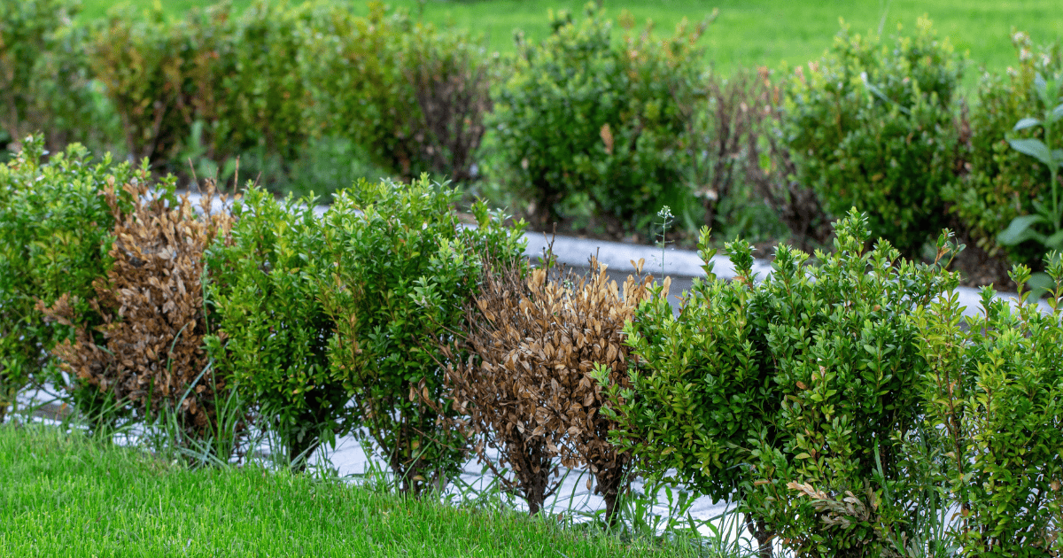 Row of boxwood with brown leaves from blight along with green boxwood plants