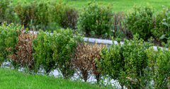 What is Boxwood Blight and How to Prevent Boxwood Blight in Your Landscape 