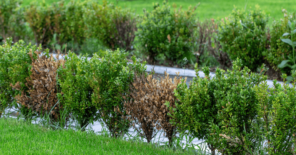 Section of a boxwood hedge with blight